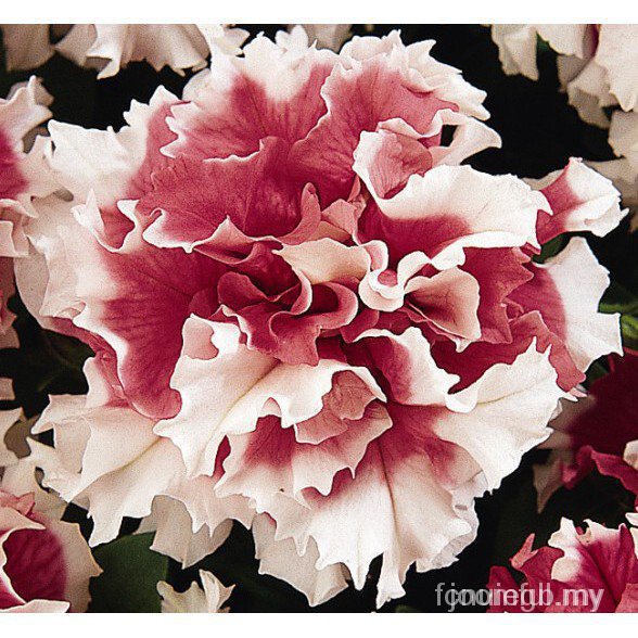 Versatile Premium Petunia Balcony Garden Flowers Pots 10pcs Seeds (Indoor/Outdoor) Code 3iP4



 Multi - Image 5