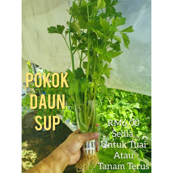 Buy Termurah Pokok Daun Sup Seetracker Malaysia