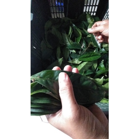 Daun Harimau Beranak Shopee Malaysia