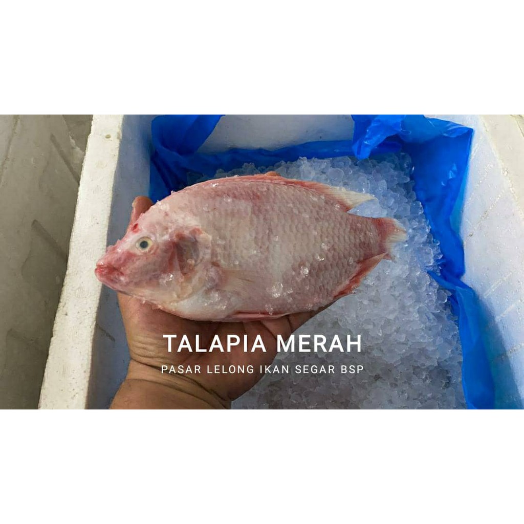 Ikan Talapia Merah Red Tilapia Shopee Malaysia