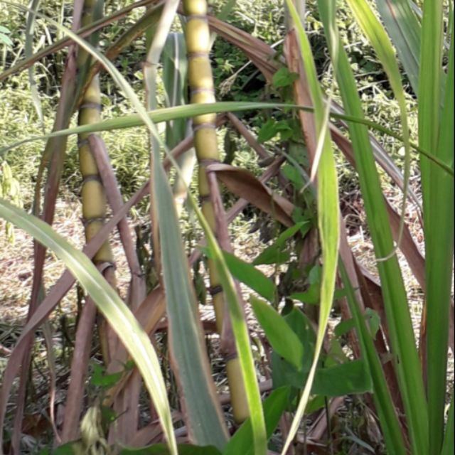 pozie Gambar Pohon Tebu Telur 