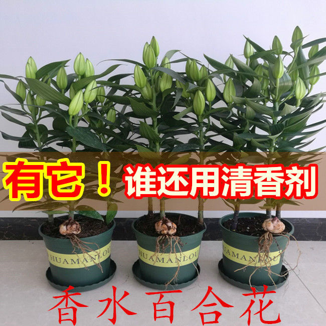 香水百合花种球 带芽多苞百合花种子四季百合花苗阳台盆栽花卉