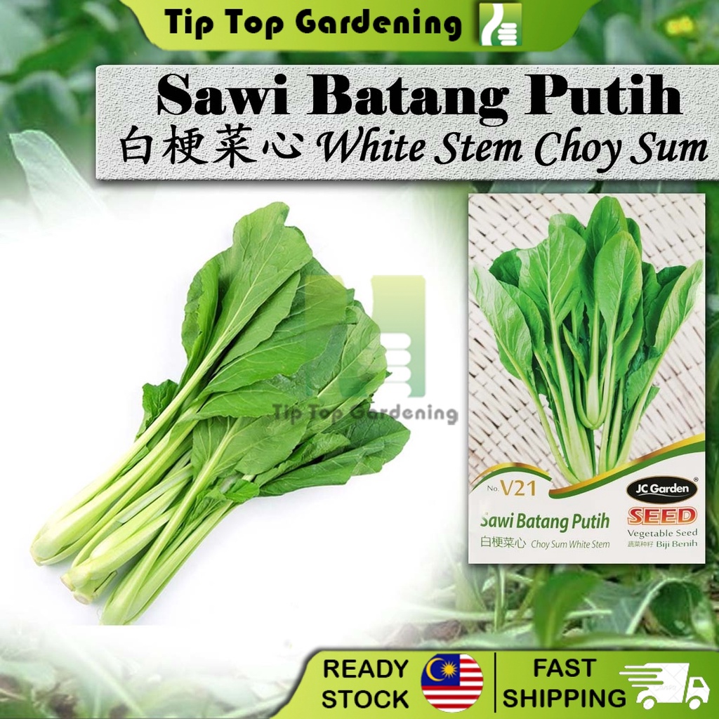 V21 Choy Sum Whtie Stem Jc Garden Vegetable Seed Biji Benih Sawi Batang