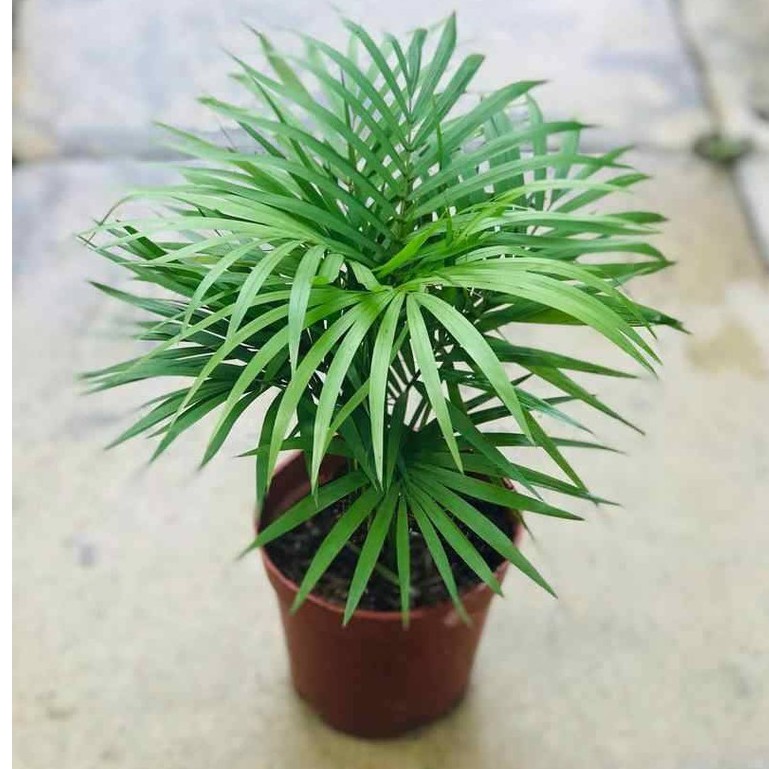 Jawa palm 散尾葵 2ft tall pokok hidup hiasan rumah live indoor houseplant ...