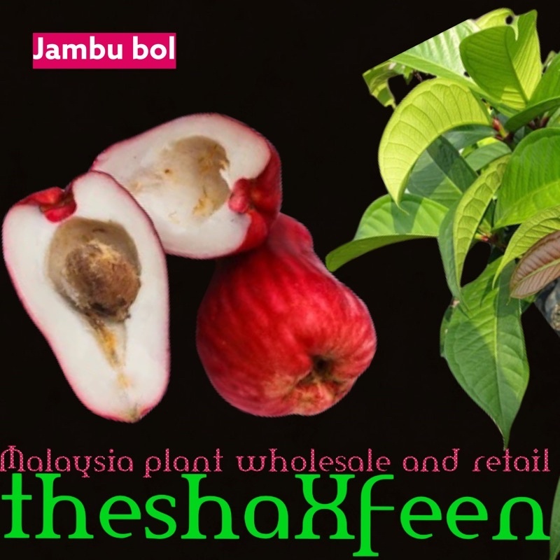 Buy Pokok Jambu Bol Kayu Theshaxfeen Seetracker Malaysia