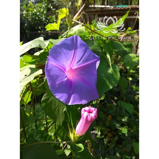 Anak Pokok Bunga Seri Pagi Morning glory 牵牛花 | Shopee Malaysia