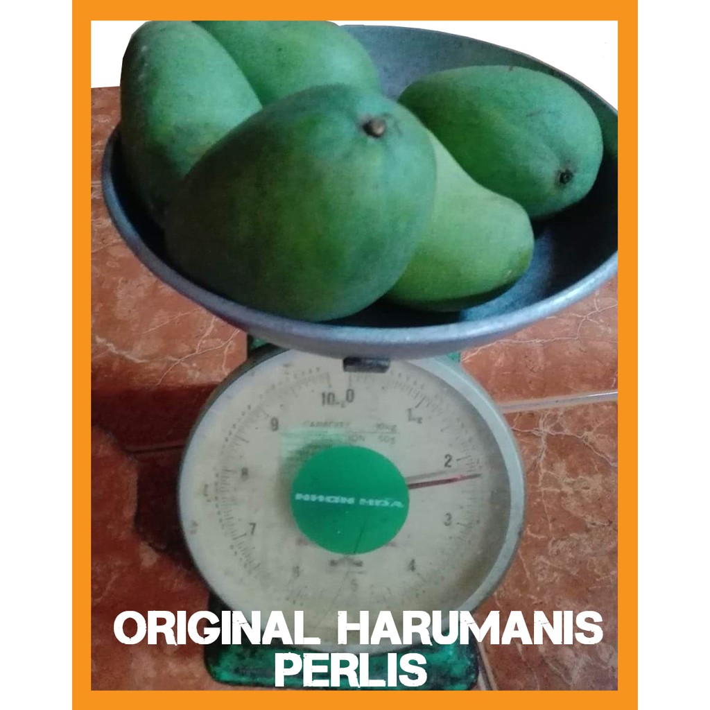 100 Original Mangga Harumanis Perlihh Fresh Kebun 3kg Shopee Malaysia