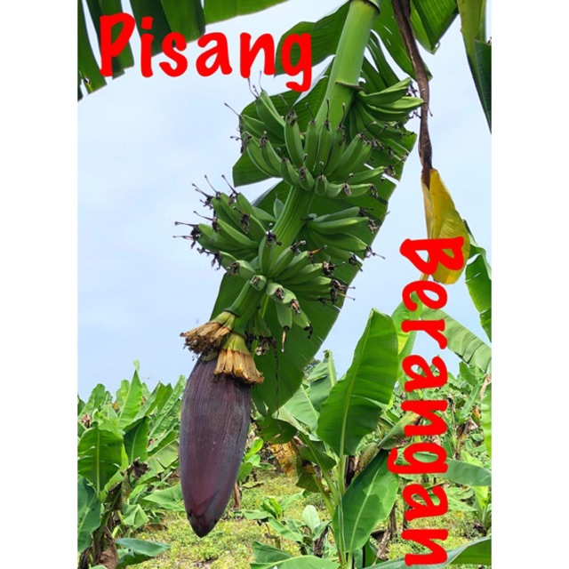 Buy Ship Monday Big Rhizome Pisang Berangan Banana Pokok Plant Sulur Seetracker Malaysia