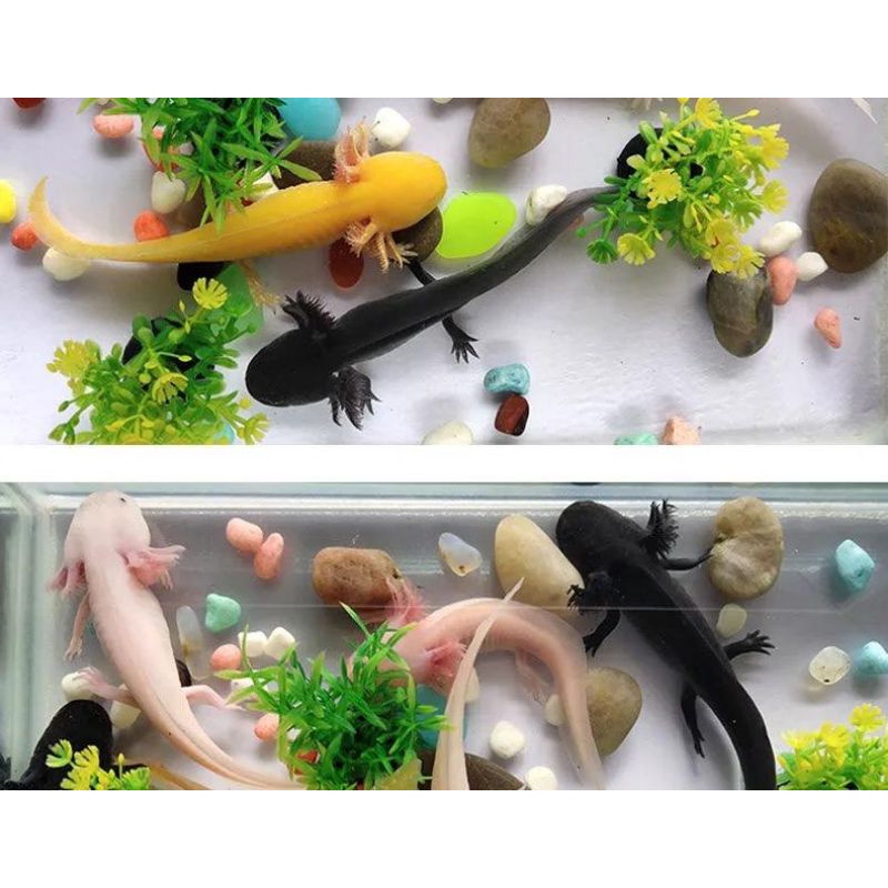 Axolotl Price Malaysia
