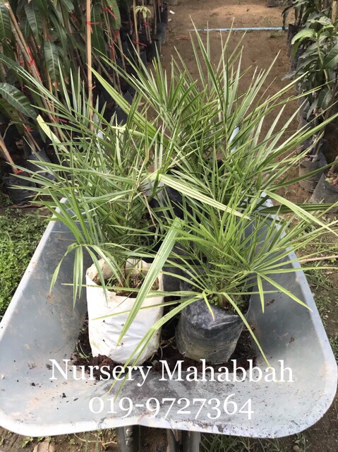 Pokok Kurma Hybrid Siam  Shopee Malaysia