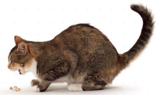 Ubat Kucing Keracunan/cirit birit/muntah