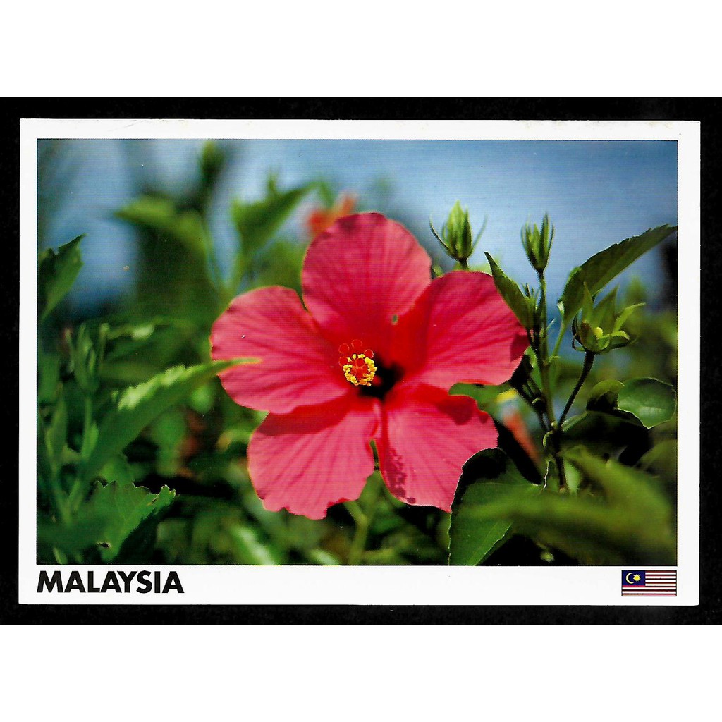 Malaysia National Flower Picture | Best Flower Site