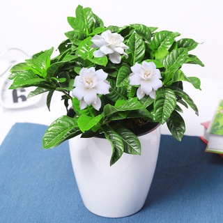 Large pot Gardenia potted flowers and plants indoor hydropon | Shopee  Malaysia