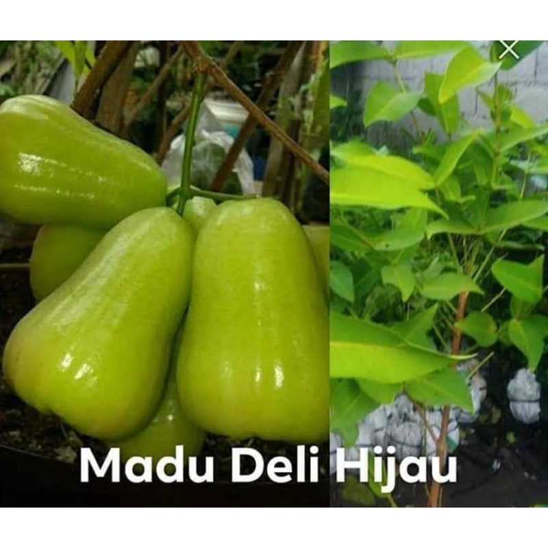 POKOK JAMBU MADU DELI HIJAU HYBRID | Shopee Malaysia