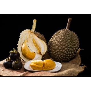 durian d200