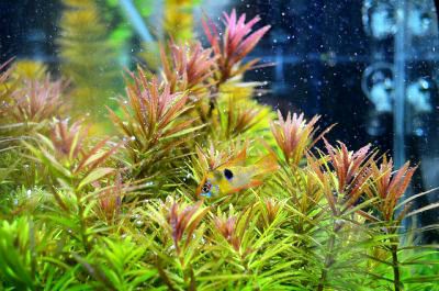 limnophila aromatica hippuroides