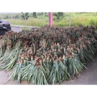 Benih/Sulur Nanas MD2 Pineapple Shoots 30 Pcs | Shopee Malaysia