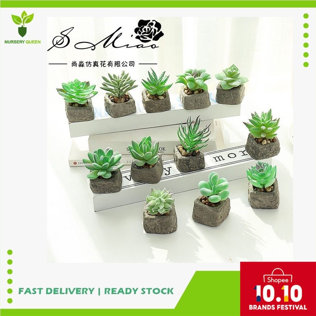 mini potted plants malaysia