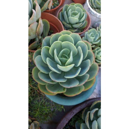 Echeveria Victor 特优多肉骑兵12cm | Shopee Malaysia