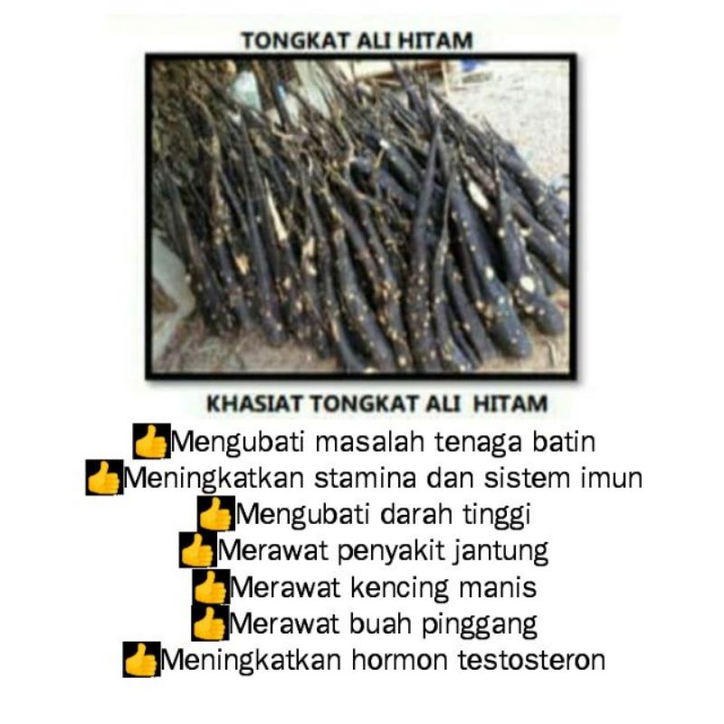 𝐖𝐎𝐎𝐒𝐇𝐎𝐏𝐏𝐄 𝐁𝐎𝐒𝐒𝐌𝐈𝐄 Teh Tongkat Ali Hitam 30 Uncang Polyalthia Bullata Shopee Malaysia