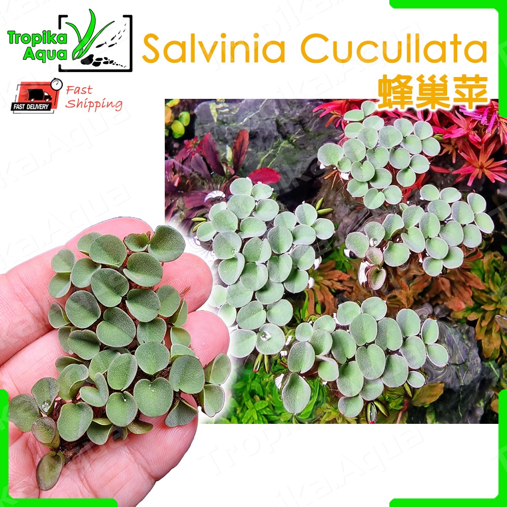 Salvinia Cucullata (Asian Watermoss) 蜂巢苹 - aqua float floater floating plant pokok kiambang air