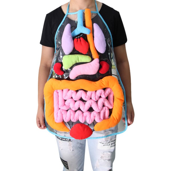 kids anatomy toy