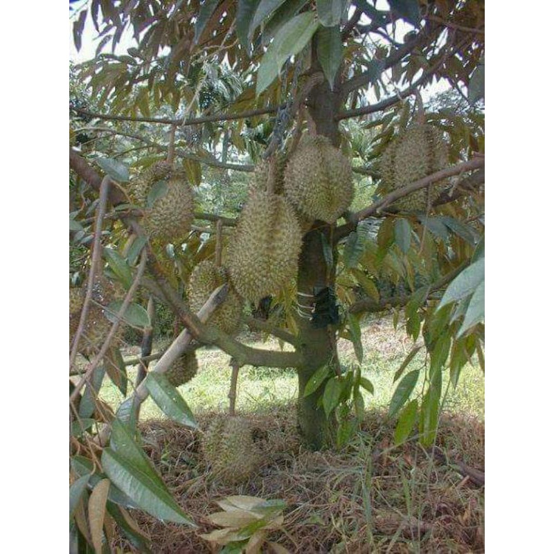 Buy D159 Pokok Durian Monthong Hybrid Seetracker Malaysia