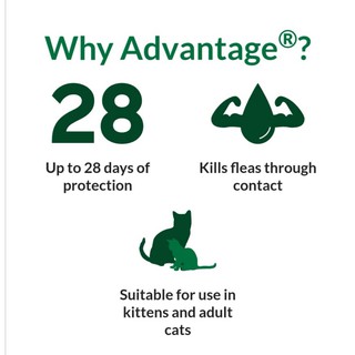 Bayer Advantage Cat Spot On S / Ubat Kutu Kucing  Shopee 