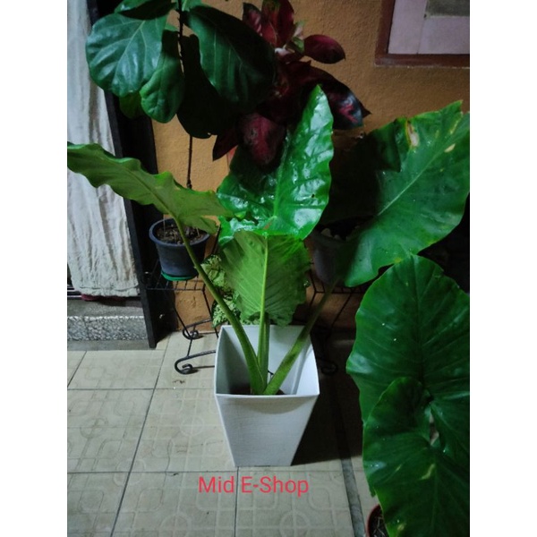 Anak Pokok Keladi Gajah Pokok Alocasia Adora Elephant Ear Landskap Shopee Malaysia