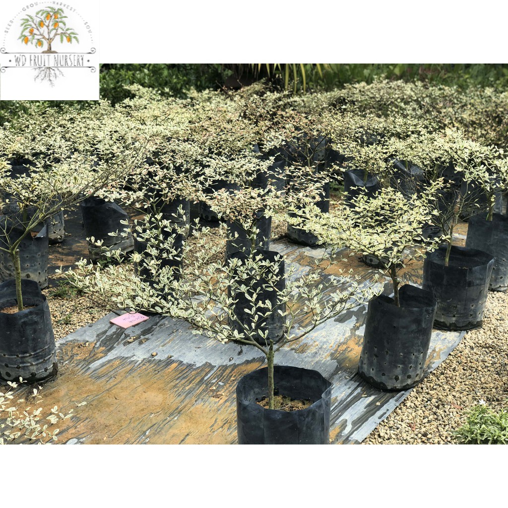 Bucida Putih Busida Putih Pokok Doa Pokok Tadah Langit