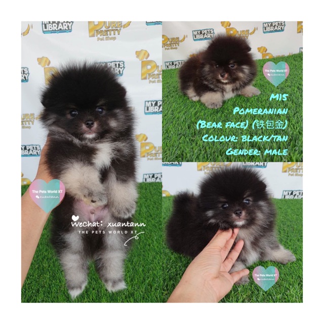 pomeranian tan and black