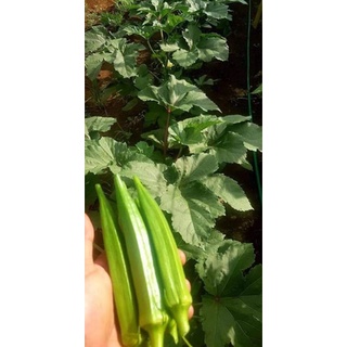 biji benih bendi hijau. green okra f1 hybrid. RM1 5seeds. rendang dan ...