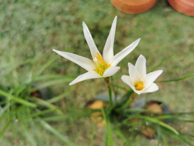 Rain Lily Polibag Bunga Lili Spider Lily Bunga Kembang Hujan Kuning Putih Biru Rainlily Bawang Flower Bulb Shopee Malaysia