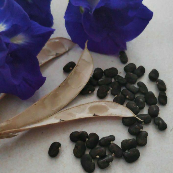 Buy Tanam Sendiri 15 Biji Benih Bunga Telang Biru Berlapis Double Petals Blue Butterfly Pea Benih Bunga Nasi Kerabu Seetracker Malaysia