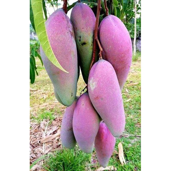 Anak Pokok Mangga Gajah Merah Hybrid | Shopee Malaysia