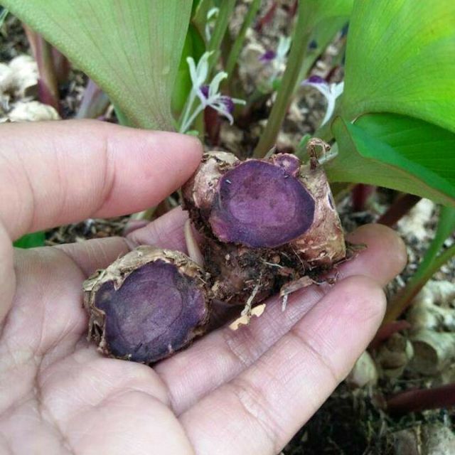 Pokok Herba Pokok Kunyit Hitam Banyak Anak Pokok