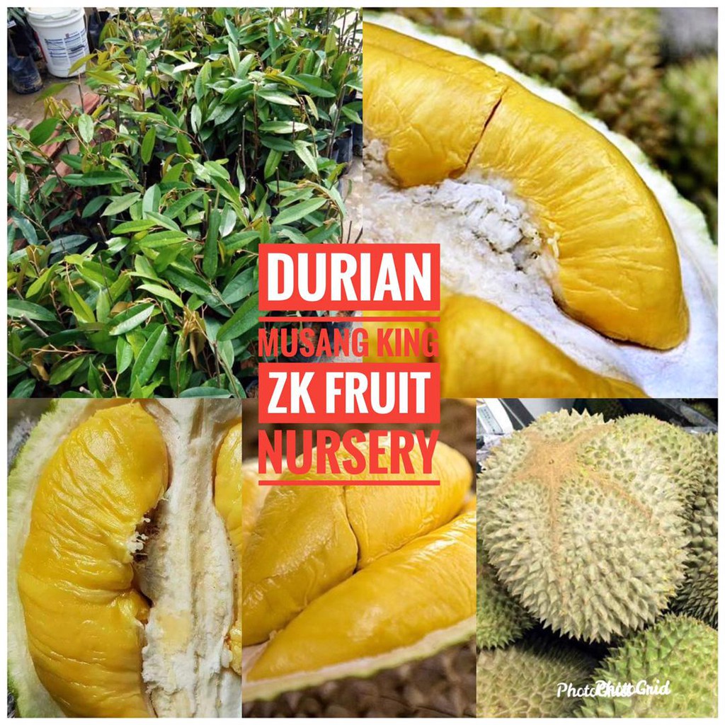  Anak pokok durian  Musang King cepat berbuah Shopee Malaysia