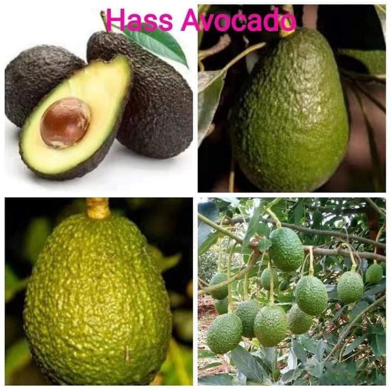 Royal Jumbo Hass Avocado 🥑嫁接牛油果苗🌱  Shopee Malaysia