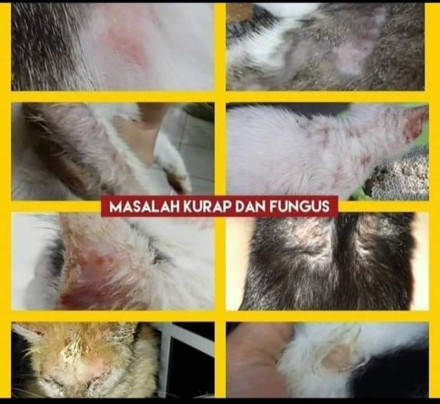 🔥SET PET AID PAST 4 IN 1 🔥KUTU KURAP FUNGUS LUKA UNTUK KUCING 