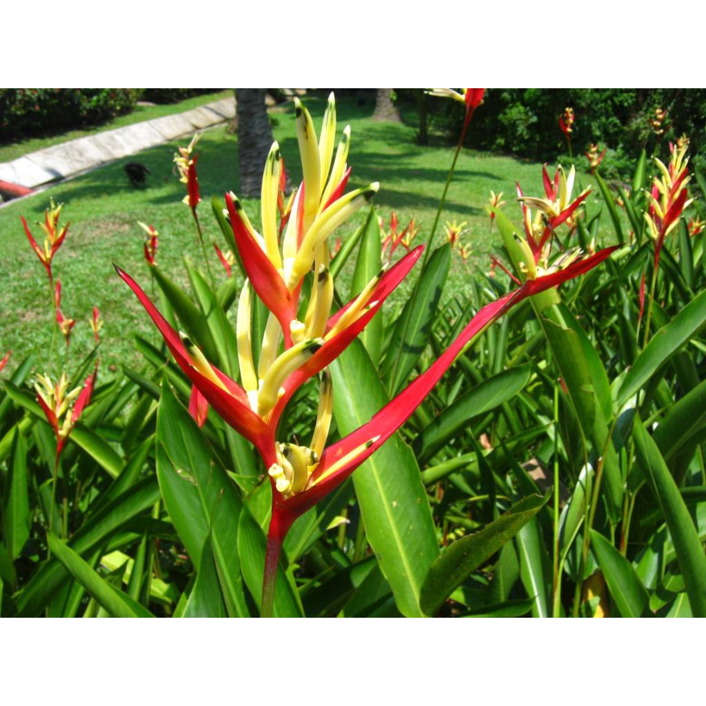 Benih Pokok Heliconia Rostrata Sepit Ketam Sepit Udang Bird Of Paradise Merah Kuning Shopee Malaysia