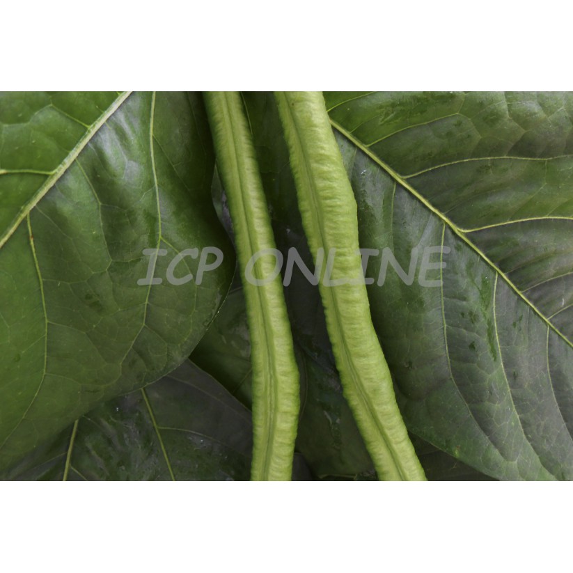 Benih Kacang Panjang Biji Hitam Yard Long Bean Black Seeds Shopee Malaysia