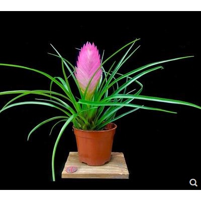 Tillandsia Cyanae Air Plant 紫花鳳梨铁兰 Shopee Malaysia