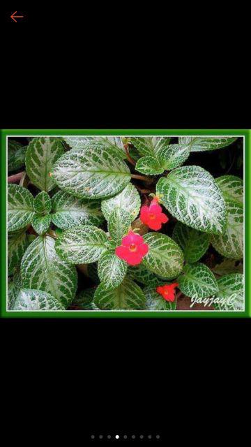 Pokok Bunga  Episcia  Ada 10 warna Shopee Malaysia