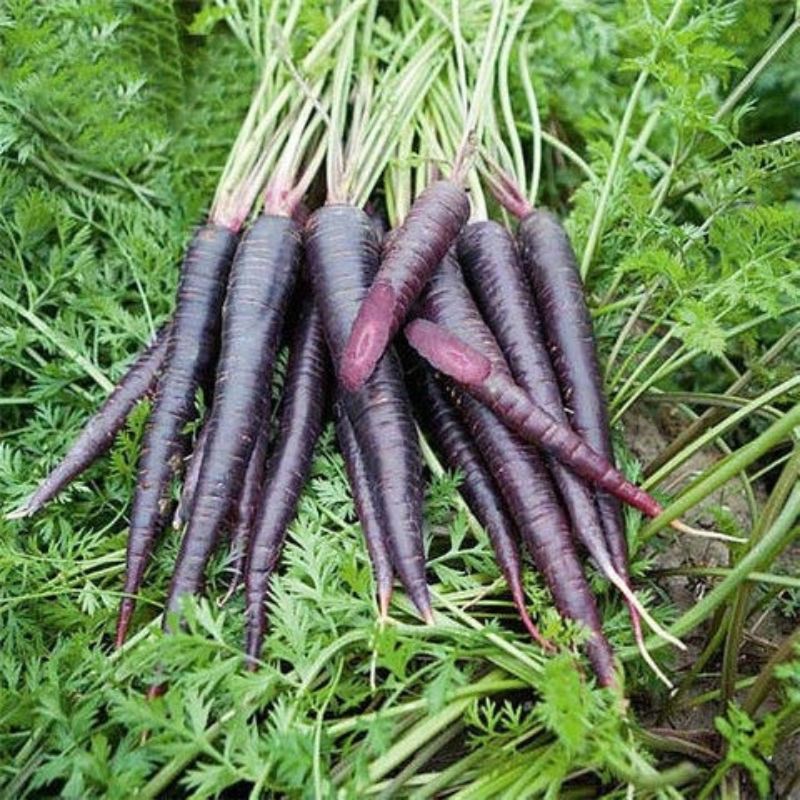 Benih Lobak Ungu 50pcs/Purple Carrot/紫参胡萝卜种子