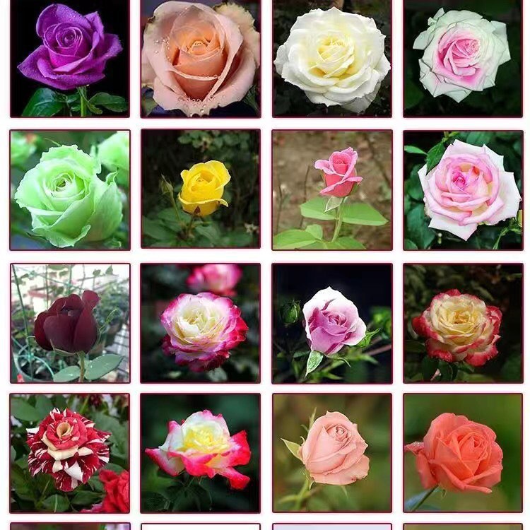 Ready Stock Biji Benih Bunga Mawar Flower Seeds Rose 花种子 玫瑰 Shopee Malaysia