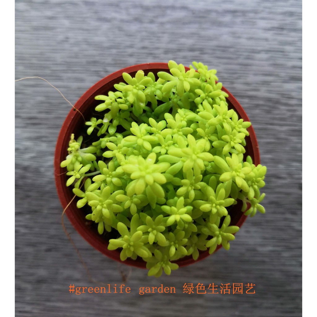 Succulent Golden Grass 多肉黄金万年草 Shopee Malaysia