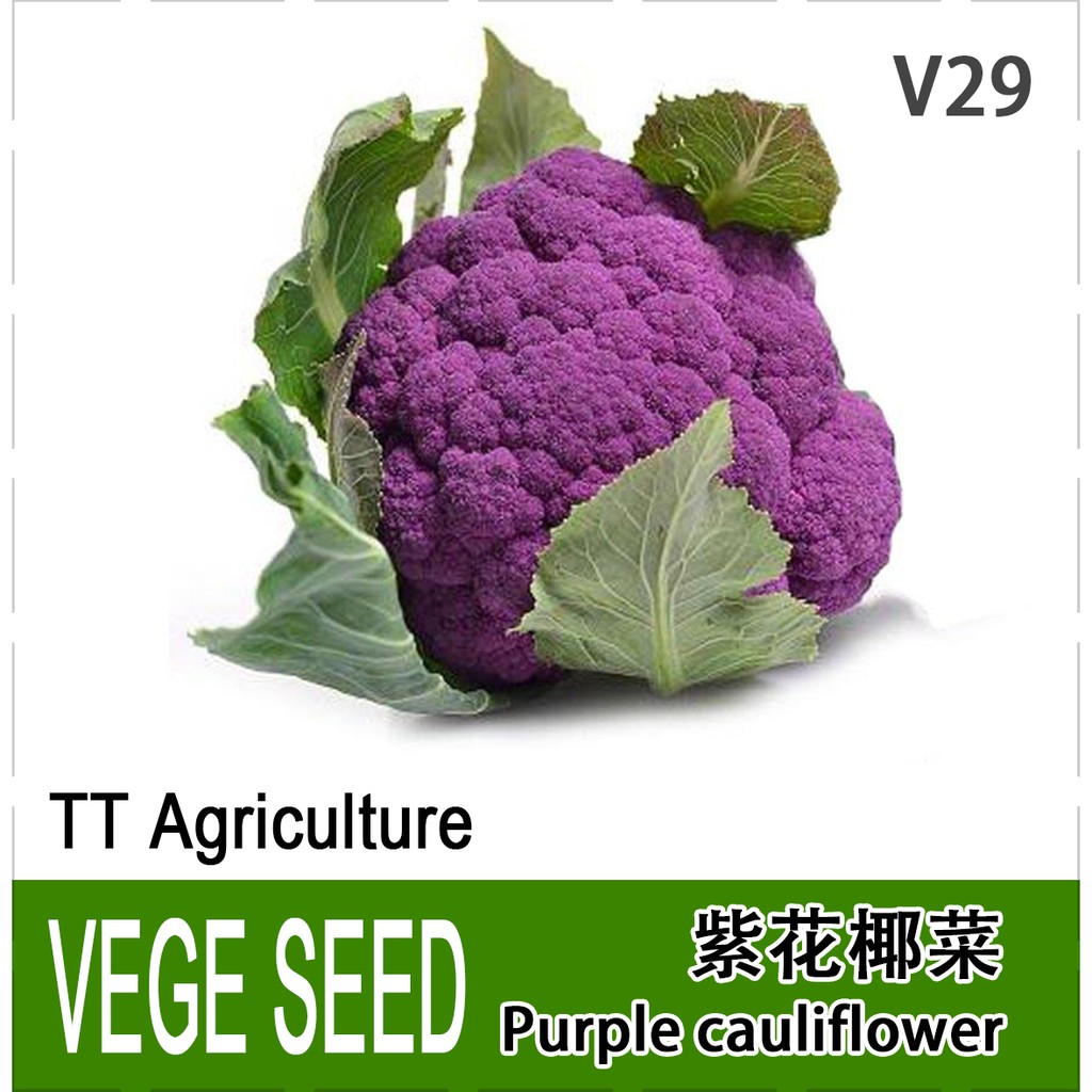 紫花椰菜种子 Purple Cauliflower Seeds seeds Shopee Malaysia