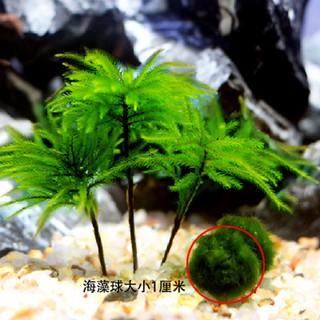 Paper 瓶活体万年水族箱鱼缸耐活苔藓藓鱼草耐低温造景水草水草organizers鱼缸生态 Shopee Malaysia
