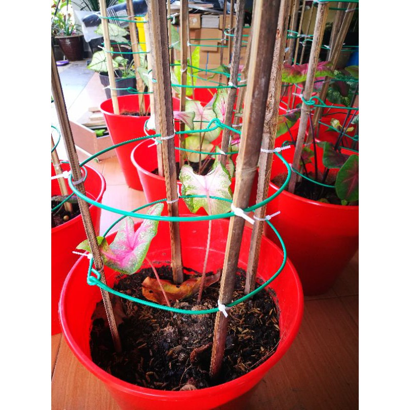 Diy Stand Pokok Keladi/Caladium/Pokok Bunga/Pokok Sayur/Pokok Hiasan/