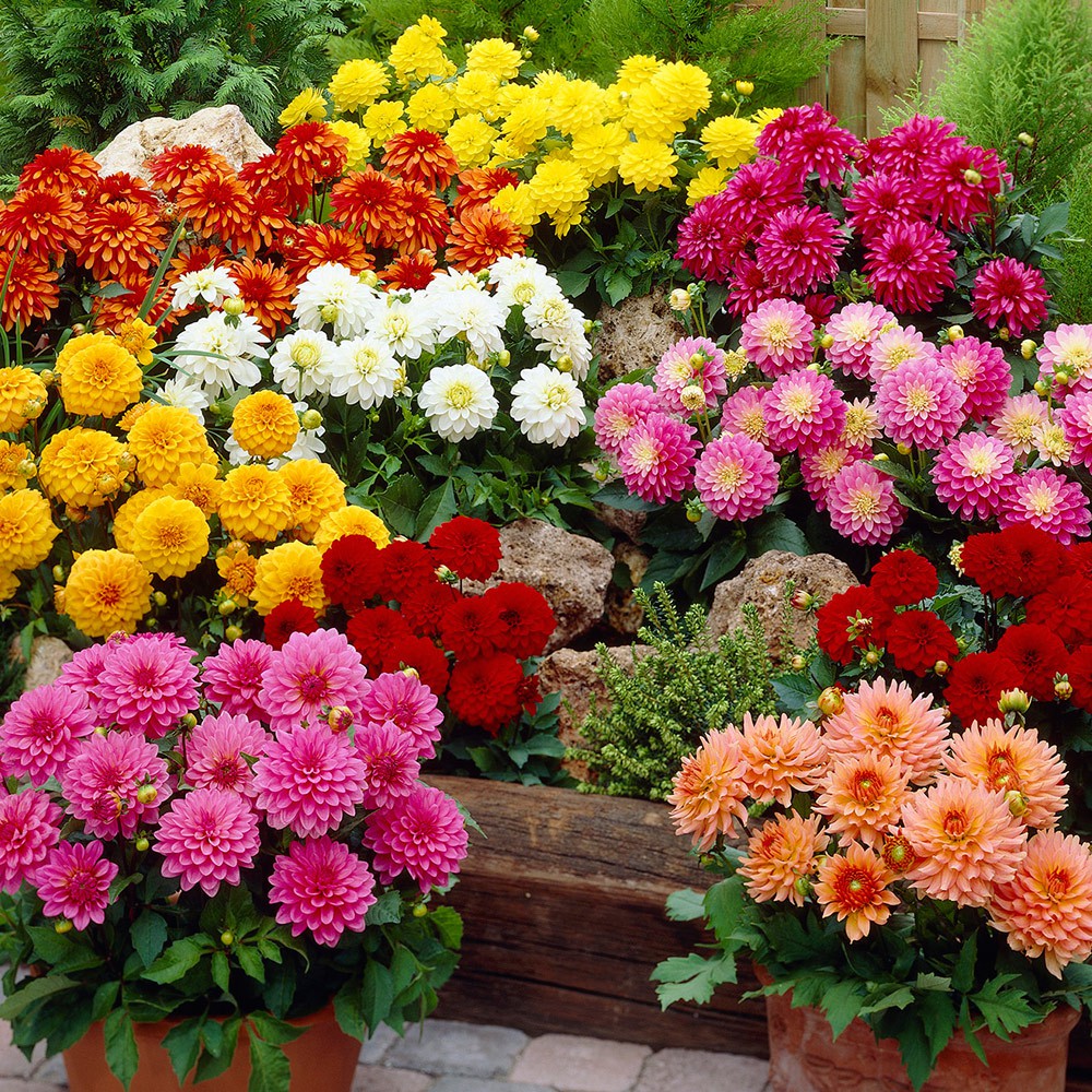 Go Green Dahlia Rare Seeds Mixed Color Benih Bunga Dahlia Warna Campur Ready Stok Shopee Malaysia
